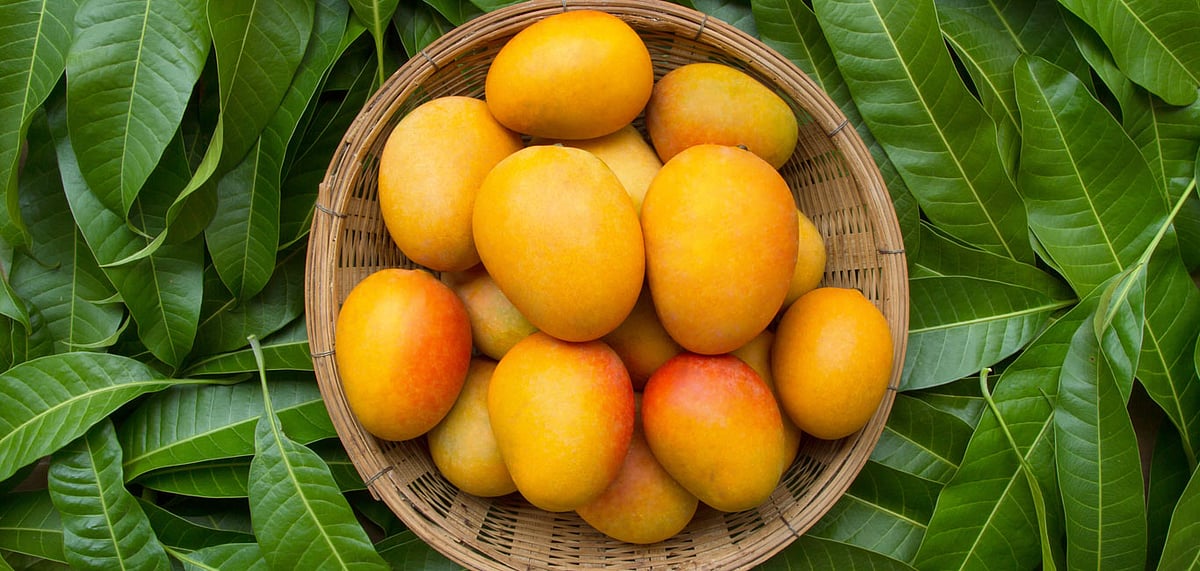 Choose From a Variety of Mangoes at the International Mango Festival (Representative image)