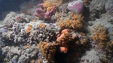 A Coral Reef Has Been Discovered In Italy