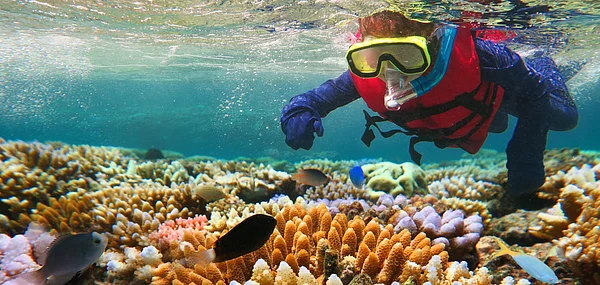 Discover the Great Barrier Reef in a whole new experience with scUber