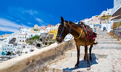 Dont Take The Donkeys In Santorini For A Ride