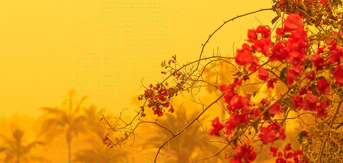 Sand storm against palm trees in Canary Islands