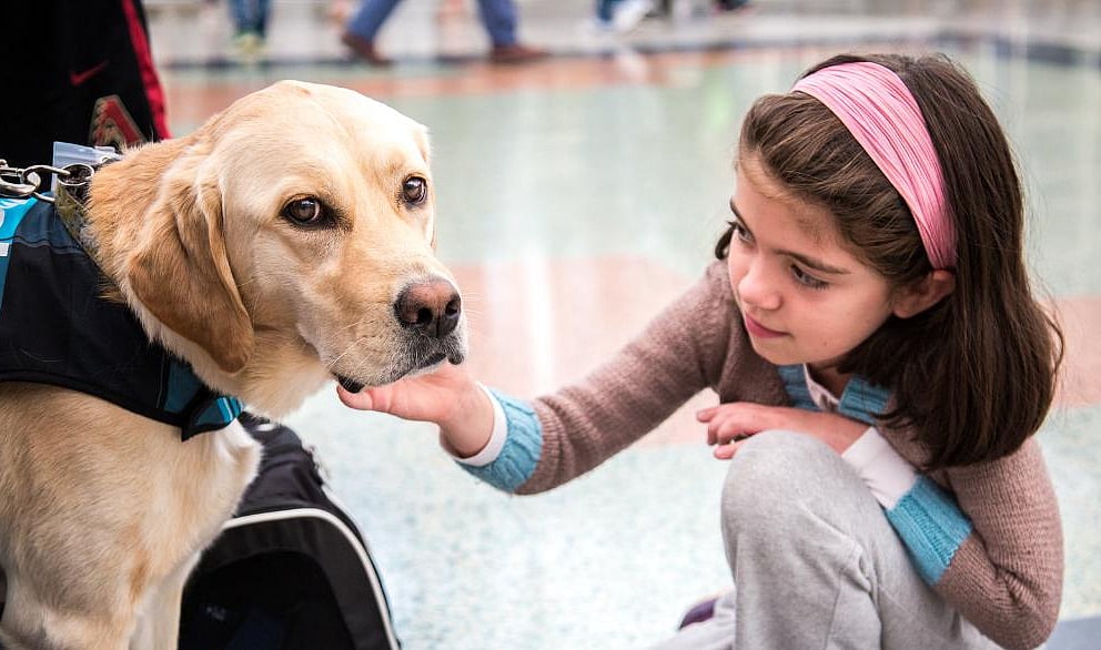 A young globetrotter playing with a gentle therapy dog