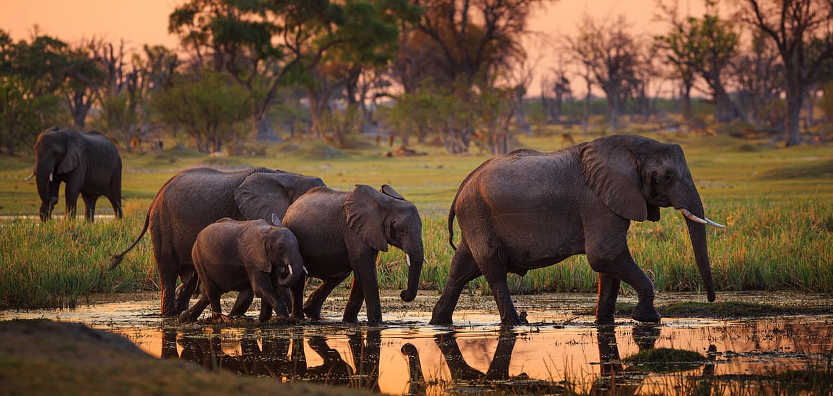 Elephant Hunting is Said to be Conducted in an Ethical Manner