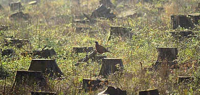 The felling of trees in Aarey Colony has garnered opposition (Representative Image)
