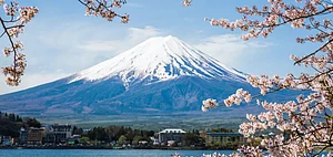 Japan Cancels Cherry Blossom Festival Near Mount Fuji Amid Tourist Misconduct
