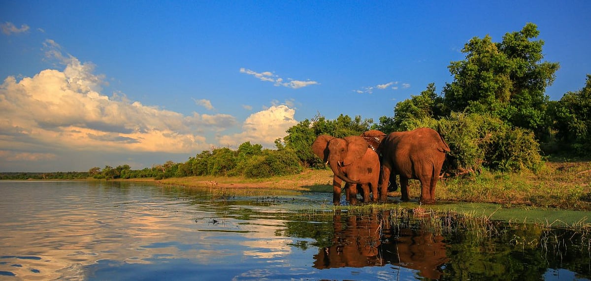 Elephant herd with baby coming to drink at river, Kruger National Park