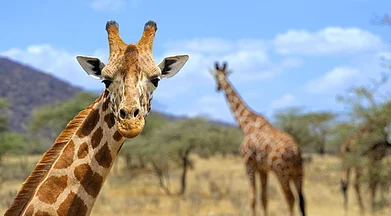 Will The Giraffe Become Endangered Too