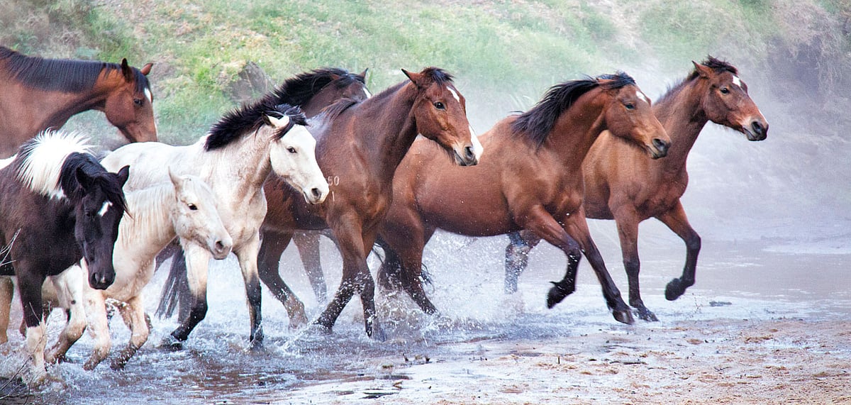The Beckhams went horse riding on their visit to Australia