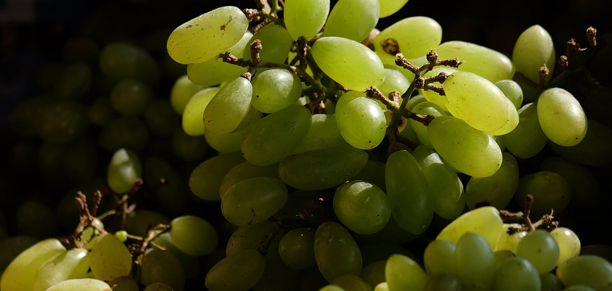Junnar Grape Festival of Maharashtra Begins on February 18