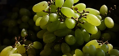 Junnar Grape Festival of Maharashtra Begins on February 18