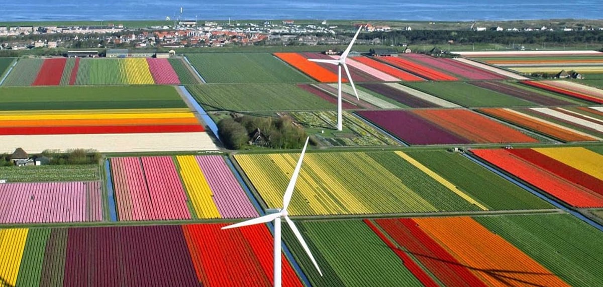 An aerial view of tulip fields in the Netherlands