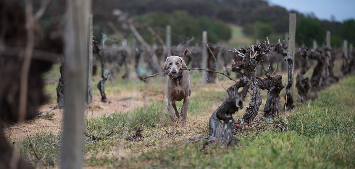 Captain at Delatite Winery 2
