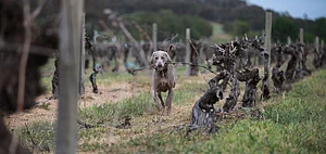 Captain at Delatite Winery 2