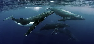 Japan Ignores Outrage and Brings Back Commercial Whaling