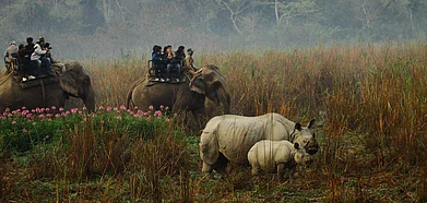 An elephant safari at Kaziranga National Park