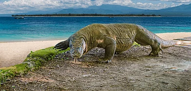 A Komodo dragon in the wild