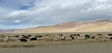 Herded at 18,000 feet in Ladakh, it is the Pashmina goats that yield the coveted fiber known as soft gold