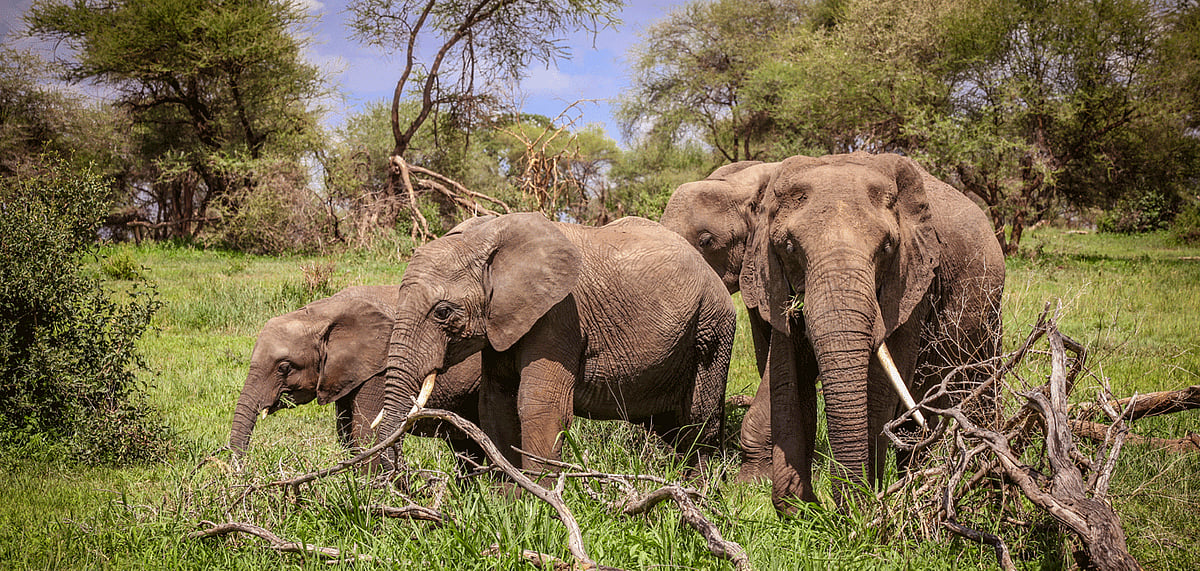 On an average, 50 elephants fall prey to electrocution every year in India