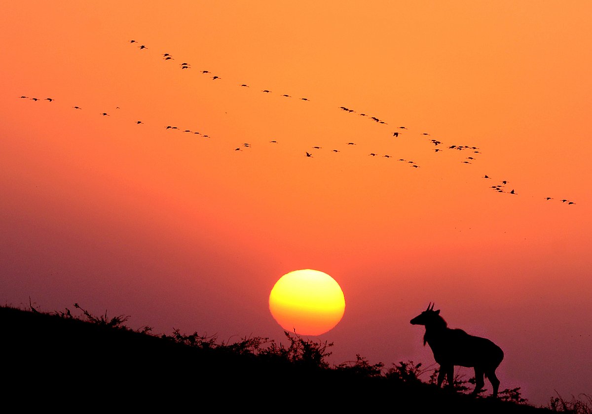 Gosabara-Mokarsagar wetland