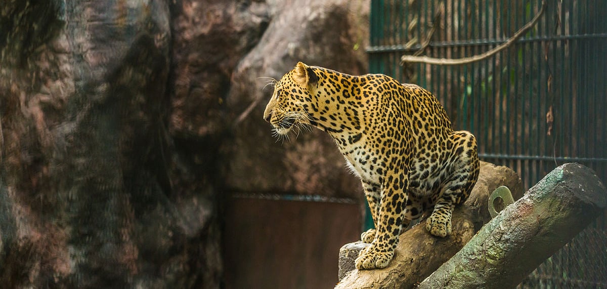 Mumbais New Zoo will Feature a Leopard Safari (Representative Image)