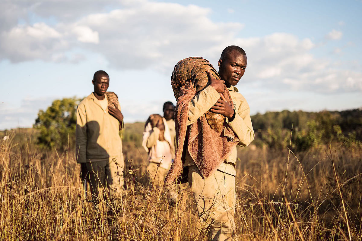 The film Pangolin Man is about Moses Arineitwe who strives to save the most illegally traded mammal in the world