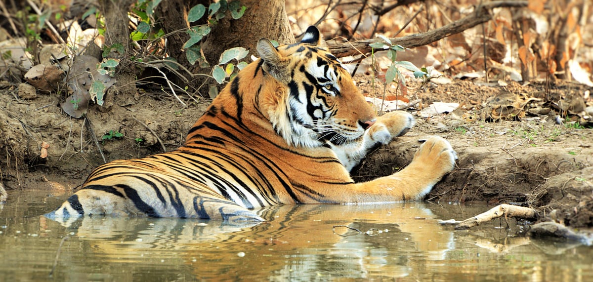 Striped Majesty A tiger at the Panna Tiger Reserve 