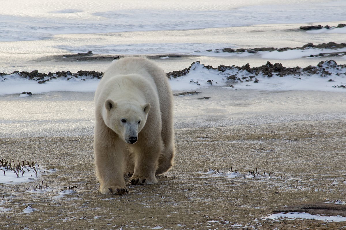 A polar bear roams the shores of Hudson Bay in Churchill