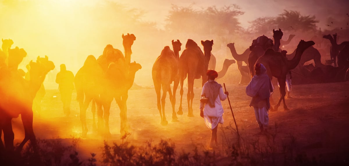 The Pushkar Mela is said to be largest camel trade fair in India