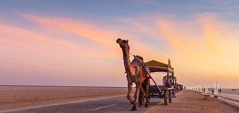 A camel during the Rann Utsav in Gujarat 