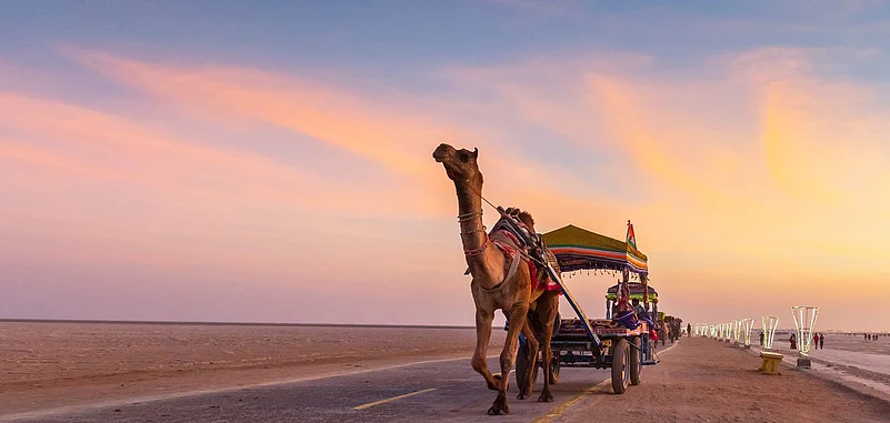 A camel during the Rann Utsav in Gujarat