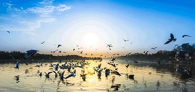 Delhis newest Biodiversity Park will be near the DND Expressway