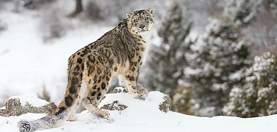 Shutterstock : Snow leopards, with their limited genetic toolkit, may struggle to survive shifting temperatures