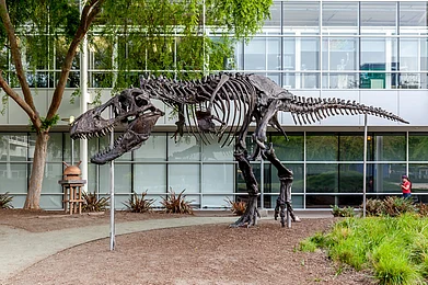 Stan, a Tyrannosaurus Rex skeleton, in Google headquarters
