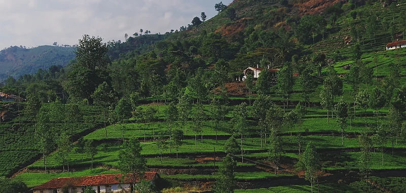 Tea Plantations at Kotagiri