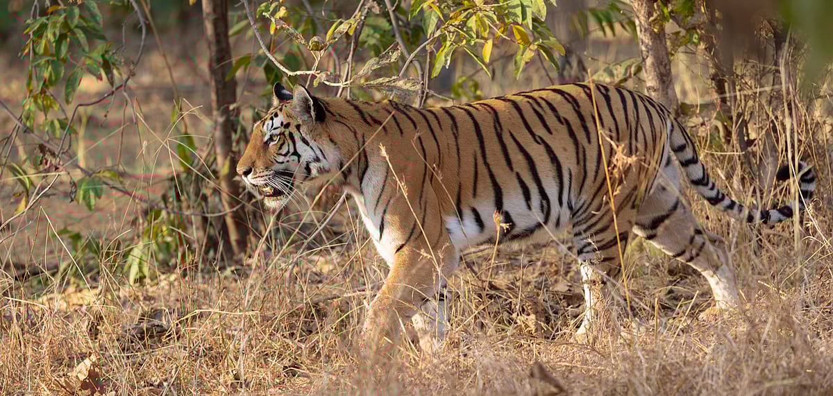 Tigress walking in tall grass at Pench national Park, Madhya Pradesh 