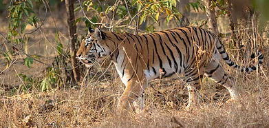 Tigress walking in tall grass at Pench national Park, Madhya Pradesh
