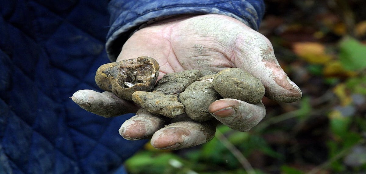 Truffle hunting in Italy