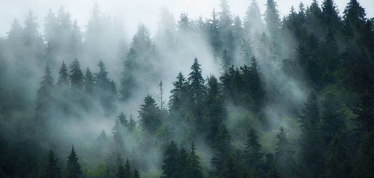 Two Forest Settlements Reveal Themselves in the UK (Representative Image)