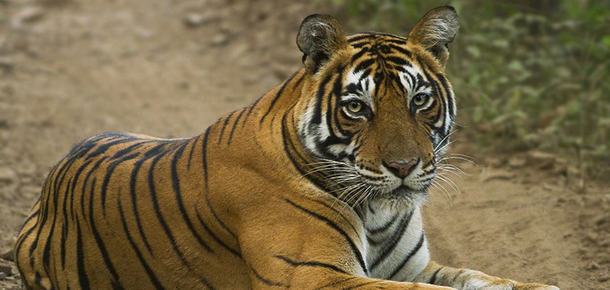 India celebrated 50 years of Project Tiger on April 1