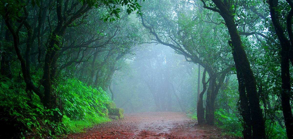 Bookmark This Music Gathering in a Forest Near Mumbai