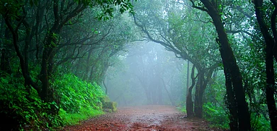 Bookmark This Music Gathering in a Forest Near Mumbai