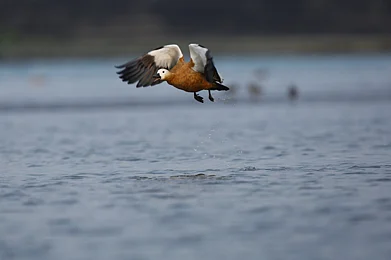 Shutterstock : Gajoldoba, in West Bengal, is a birdwatchers paradise