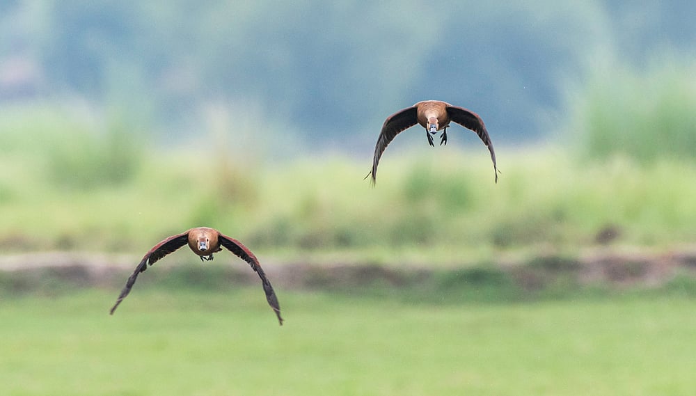 Lesser whistling ducks can be spotted in Vijayasagar Bird Sanctuary. Photo Credit Shutterstock.com 