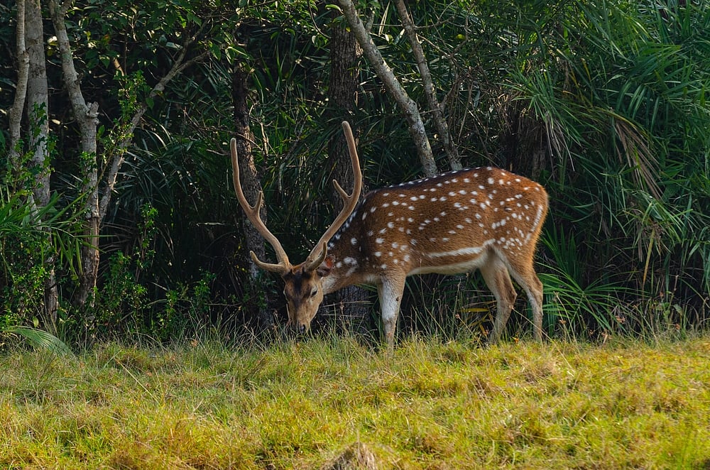 Spotted Deer in Bhitarkanika National Park