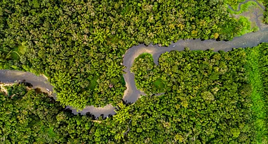 A rainforest in South America