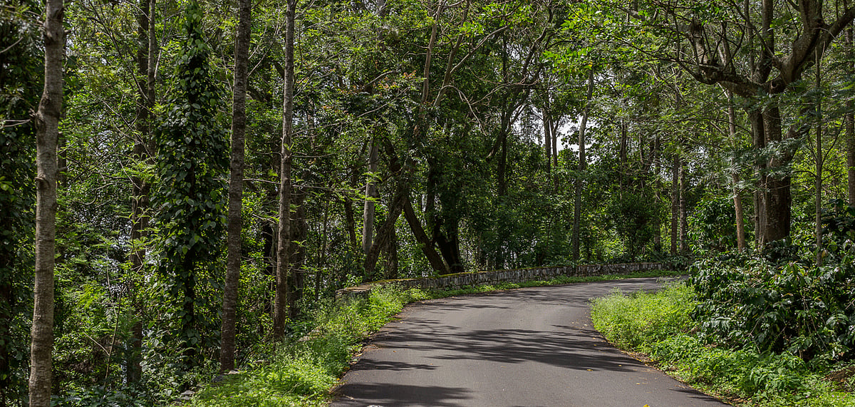 Yercaud is one of the destinations that is off limits for trekking this season