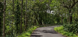 Yercaud is one of the destinations that is off limits for trekking this season