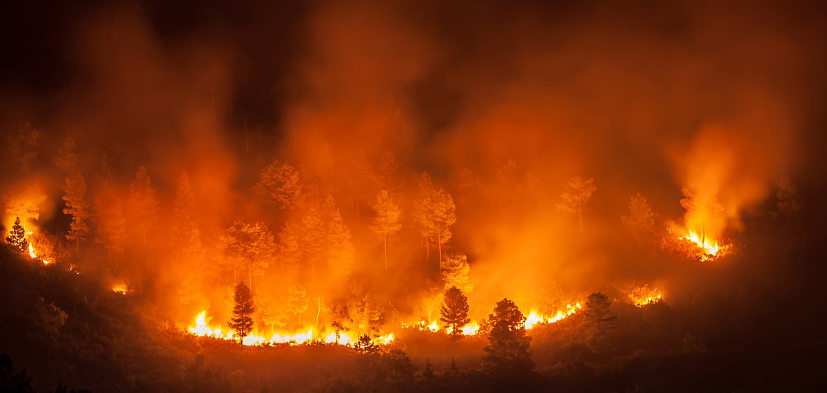 The raging forest fire has destroyed nearly 1000 hectares of land (Representative Image)