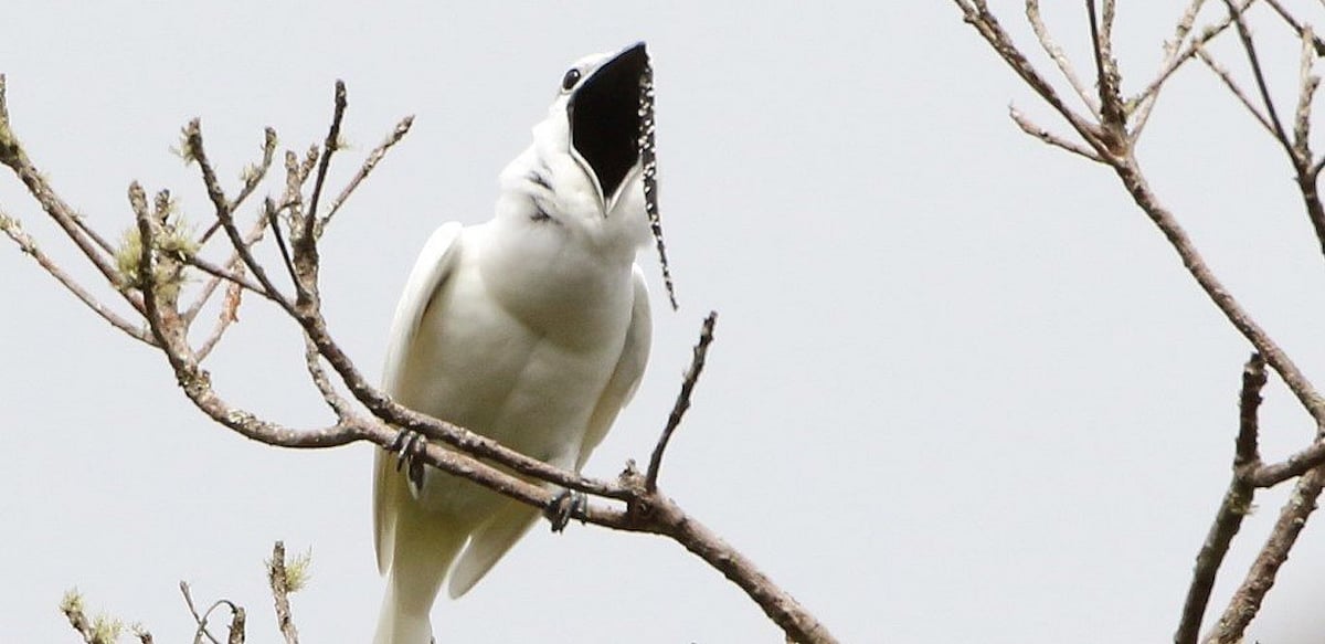 The white bellbird