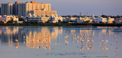 Pallikaranai marshland near Chennai